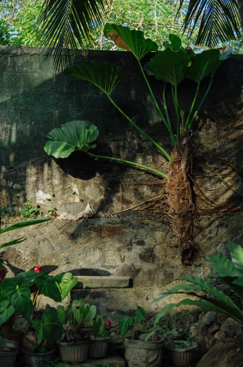 Превью Sri Lanka 2022